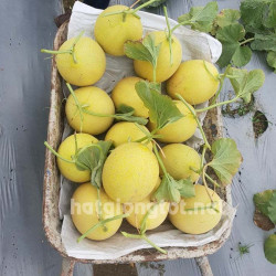 Hạt giống dưa lưới vàng phượng hoàng