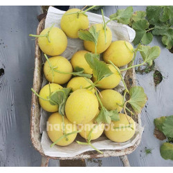 Hạt giống dưa lưới vàng phượng hoàng