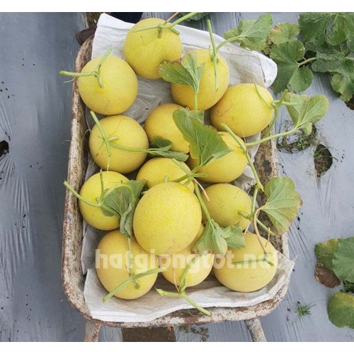 Hạt giống dưa lưới vàng phượng hoàng