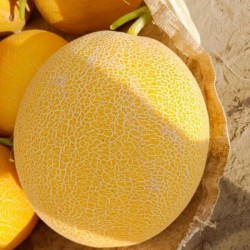 Hạt giống dưa lưới vàng Hà Lan