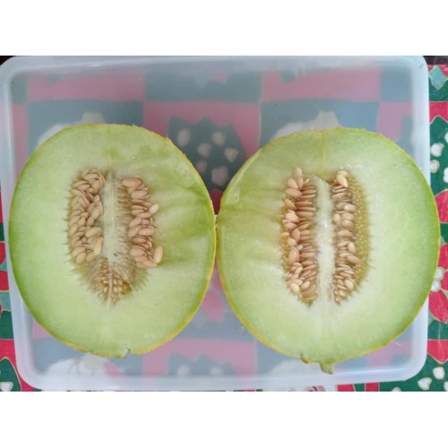 Hạt giống dưa lưới vàng Hà Lan