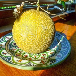 Hạt giống dưa lưới vàng Hà Lan