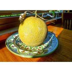 Hạt giống dưa lưới vàng Hà Lan