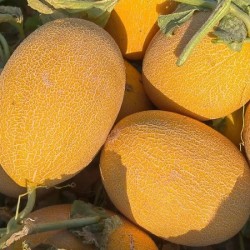 Hạt giống dưa lưới vàng phượng hoàng