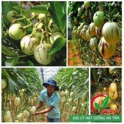 Hạt giống dưa pepino Hạt giống dưa pepino