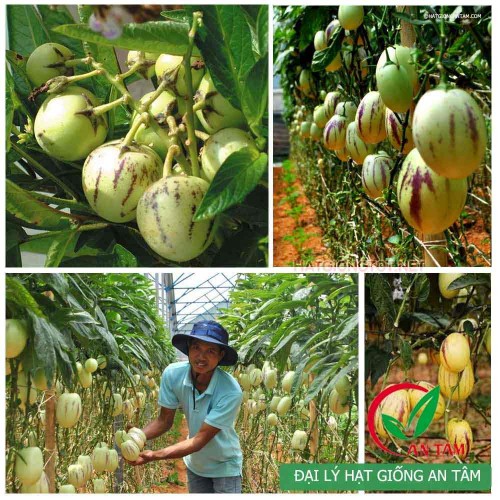 Hạt giống dưa pepino