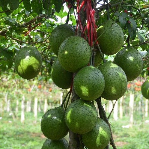 Hạt giống gấc nếp