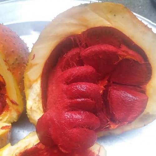Hạt giống gấc nếp
