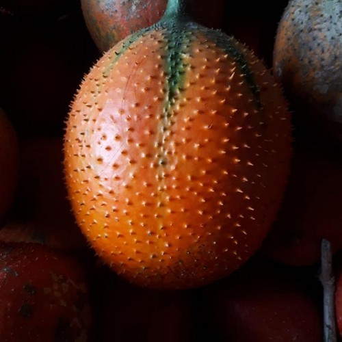 Hạt giống gấc nếp