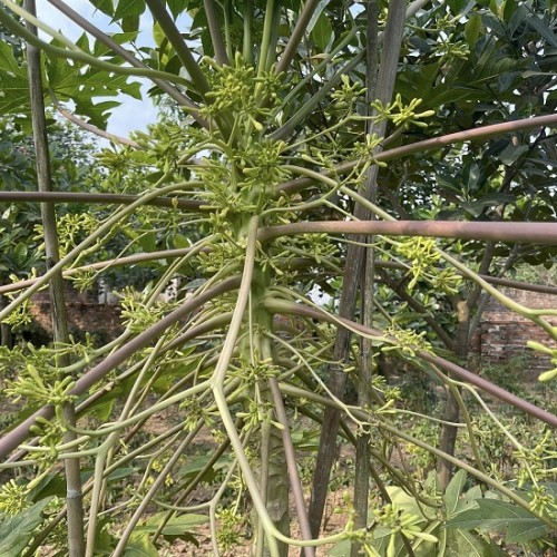 Hạt giống đu đủ đực