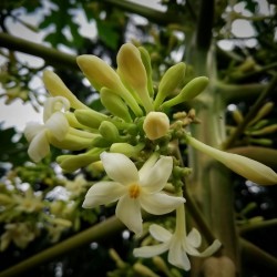 Hạt giống đu đủ đực