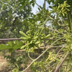 Hạt giống đu đủ đực