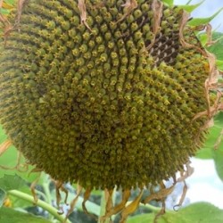 Hạt giống hướng dương lấy hạt cao sản