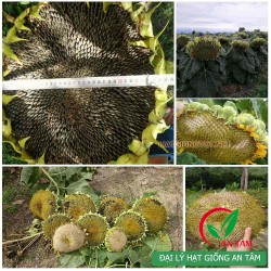Hạt giống hướng dương lấy hạt cao sản Hạt giống hướng dương lấy hạt cao sản