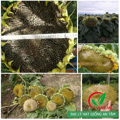 Hạt giống hướng dương lấy hạt cao sản