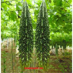 Hạt giống khổ qua rừng F1