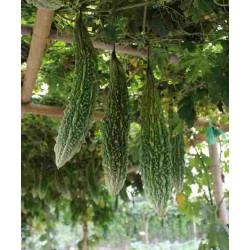 Hạt giống khổ qua rừng F1