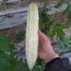 Hạt giống khổ qua trắng F1