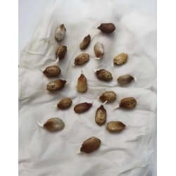 Hạt giống mướp đắng f1