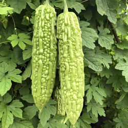 Hạt giống mướp đắng f1