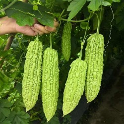 Hạt giống mướp đắng f1