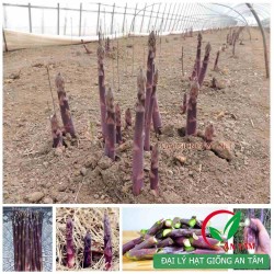 Hạt giống măng tây tím