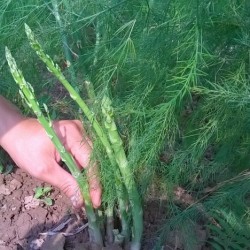 Hạt giống măng tây xanh UC-800