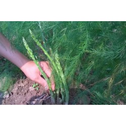 Hạt giống măng tây xanh UC-800 Hạt giống măng tây xanh UC-800