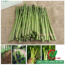 Hạt giống măng tây xanh UC-800 Hạt giống măng tây xanh UC-800