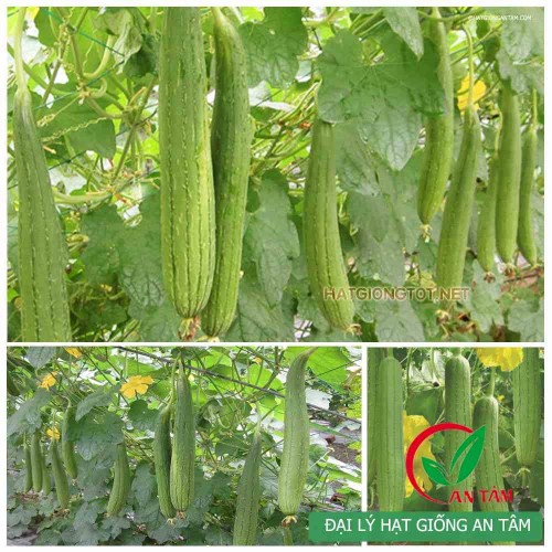 Hạt giống mướp 7 lá
