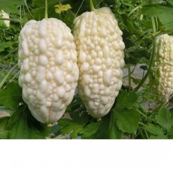 Hạt Giống Mướp Đắng Táo F1