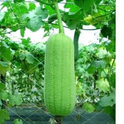 Hạt giống mướp hương thơm ngọt Hạt giống mướp hương thơm ngọt
