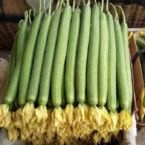 hạt giống mướp hương siêu dài