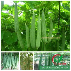 Hạt giống mướp khía