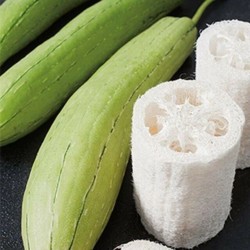 Hạt giống mướp lấy xơ quả non ăn ngon