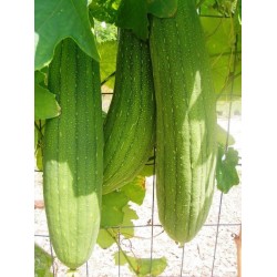 Hạt giống mướp lấy xơ quả non ăn ngon