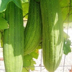 Hạt giống mướp lấy xơ quả non ăn ngon