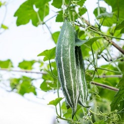 Hạt giống mướp nhật