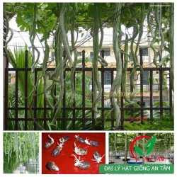 Hạt giống mướp rắn quả dài ( mướp nhật) Hạt giống mướp rắn quả dài ( mướp nhật)