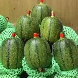 Hạt giống mướp táo f1