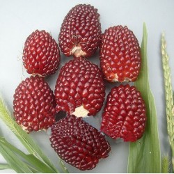 Hạt giống ngô lai dâu tây mini