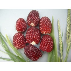 Hạt giống ngô lai dâu tây mini