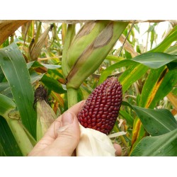 Hạt giống ngô lai dâu tây mini