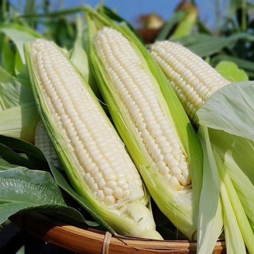 Hạt giống ngô nếp dẻo siêu ngọt