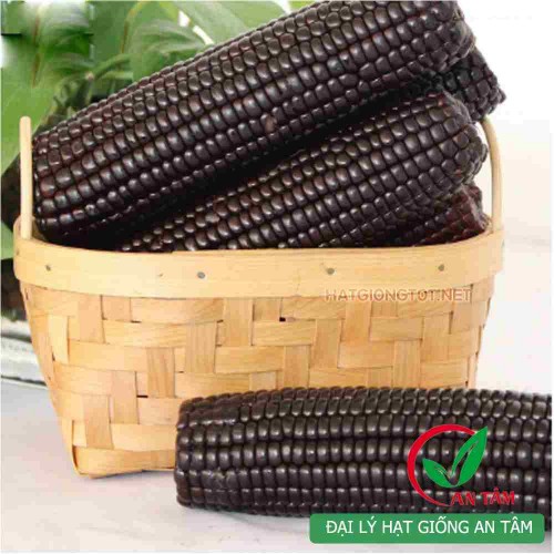 Hạt giống ngô nếp tím F1
