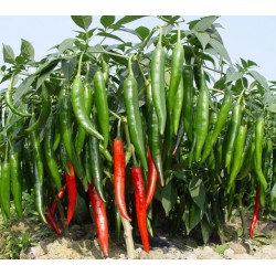 Hạt giống ớt chỉ địa F1 Hạt giống ớt chỉ địa F1