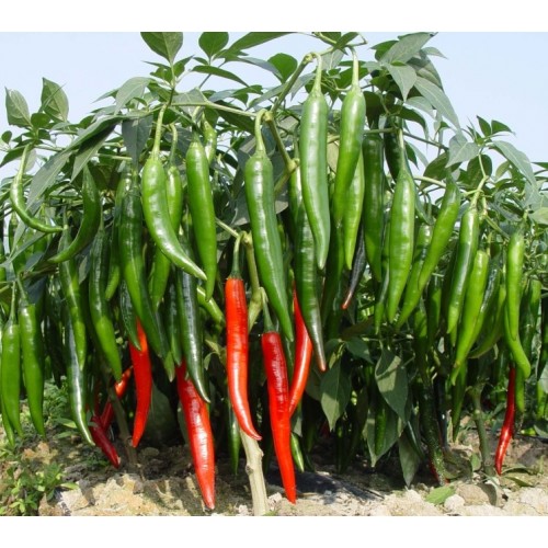 Hạt giống ớt chỉ địa F1