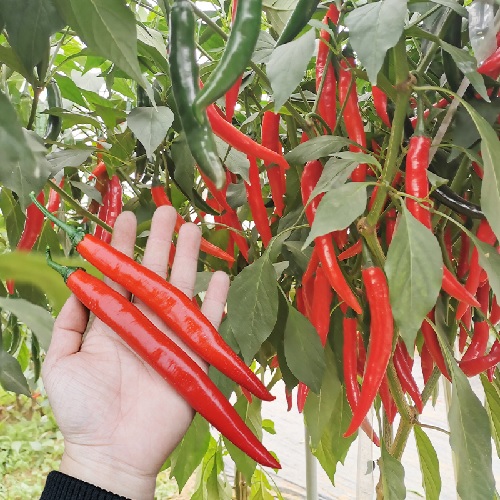 Hạt giống ớt chỉ địa F1