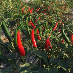 Hạt giống ớt chỉ thiên F1 cay mạnh