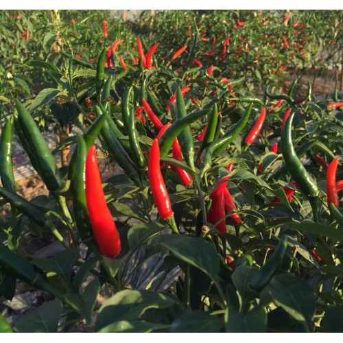 Hạt giống ớt chỉ thiên